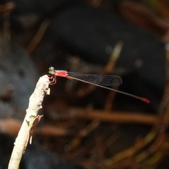 Teinobasis ruficollis