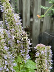 Bombus impatiens image