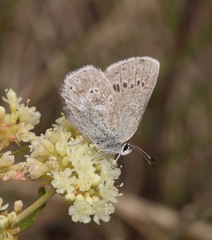 Satyrium semiluna
