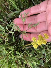 Lomatium caruifolium denticulatum