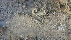 Uroplectes triangulifer