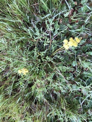 Lomatium caruifolium denticulatum