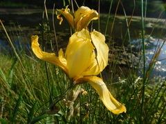 Iris × hybrida