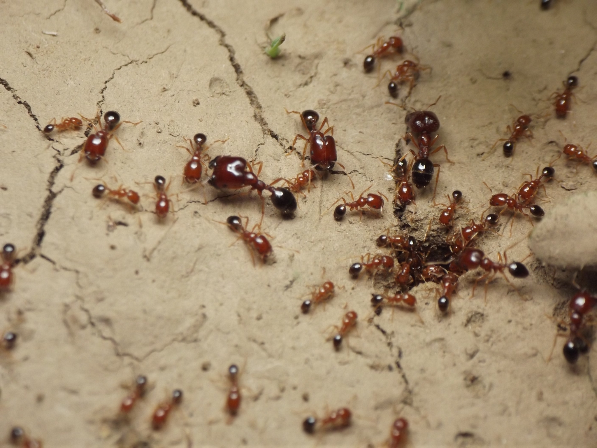 Trichomyrmex aberrans
