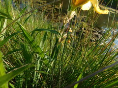 Iris × hybrida