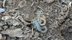Uroplectes triangulifer