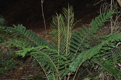 Blechnum chilense