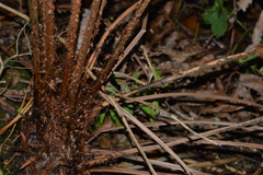 Blechnum chilense