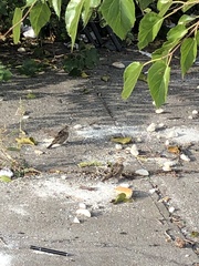 Passer domesticus