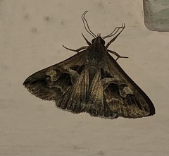 Melipotis perpendicularis