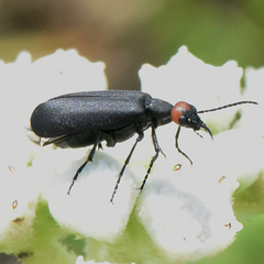 Epicauta atrata