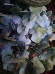 Hydrangea macrophylla