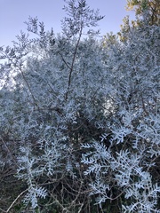 Schinus lentiscifolia