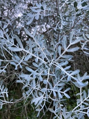 Schinus lentiscifolia