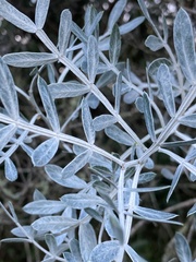 Schinus lentiscifolia