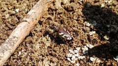 Cicindela lengi versuta