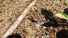 Cicindela lengi versuta