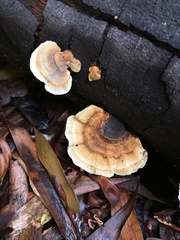 Trametes versicolor