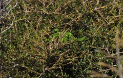Naultinus gemmeus