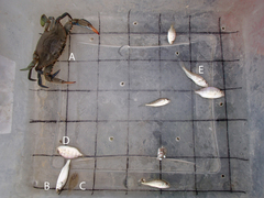 Citharichthys spilopterus