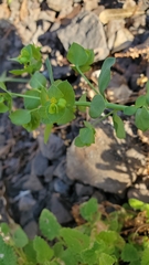 Euphorbia crenulata