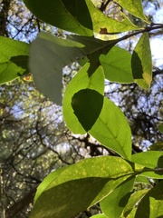 Citharexylum montevidense