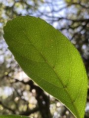 Citharexylum montevidense