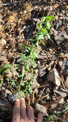 Euphorbia crenulata