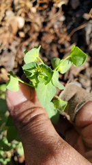 Euphorbia crenulata