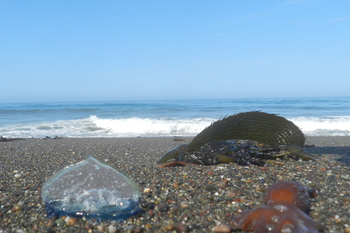 photo of By-the-wind Sailor (Velella velella)