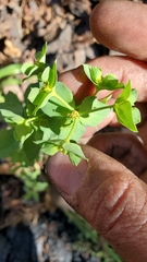Euphorbia crenulata