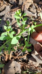Euphorbia crenulata