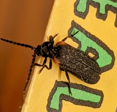 Greenarus thoracicus