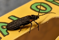 Greenarus thoracicus