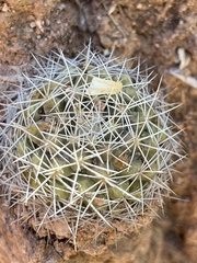 Mammillaria petrophila