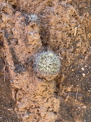 Mammillaria petrophila