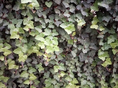 Hedera