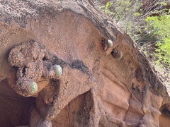 Mammillaria petrophila