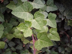 Hedera