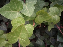 Hedera