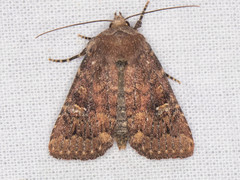 Pseudorthodes irrorata