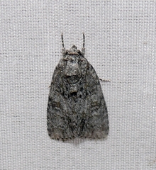 Acronicta retardata