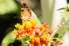 Phyciodes phaon