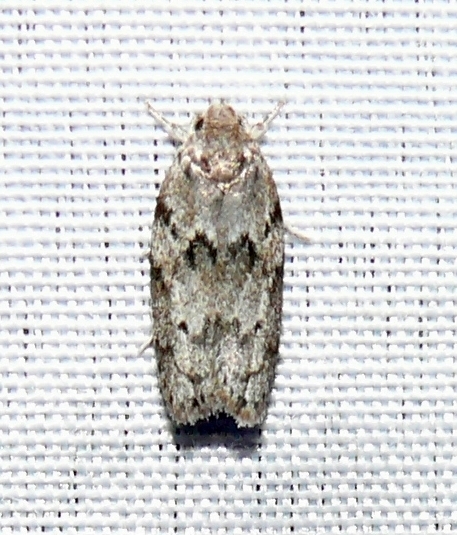 Dotted Antaeotricha Moth
