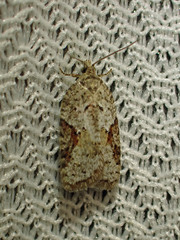 Acleris cornana