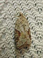 Acleris cornana
