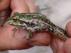 Ranoidea cyclorhynchus