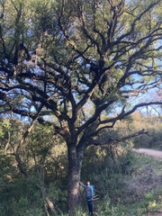 Citharexylum montevidense