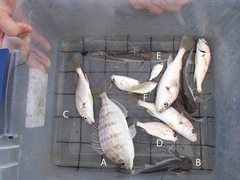 Eucinostomus argenteus