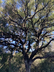 Citharexylum montevidense